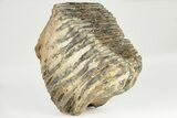 6.4" Fossil Woolly Mammoth Upper M2 Molar - North Sea Deposits - #200777-4
